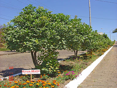Ilex paraguariensis